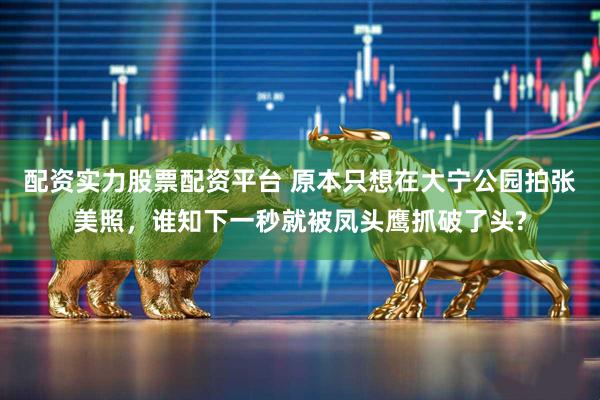 配资实力股票配资平台 原本只想在大宁公园拍张美照，谁知下一秒就被凤头鹰抓破了头?